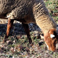 La Mourérous Reconnaissable avec ses pattes et sa tête de couleur rousse