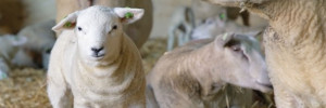 Utilisation raisonnée des antibiotiques chez les agneaux
