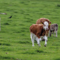 Spécial Mise à l'herbe