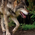 Le loup Point sur l’actualité