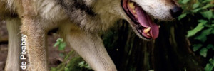 Le loup Point sur l’actualité