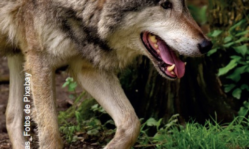 Le loup Point sur l’actualité