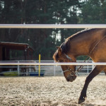 Une aide exceptionnelle pour les centres équestres et poney-club