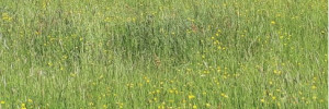 Les fourragères et autres plantes de service : d’excellents outils pour la protection de l’eau