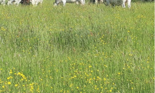 Les fourragères  et autres plantes  de service :  d’excellents outils pour la protection  de l’eau