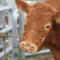 Sécuriser les interventions sur les bovins avec les nœuds d’attache