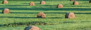 Comment se rapprocher de l’autonomie fourragère