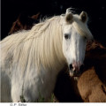 Gestion pratique du vieux cheval