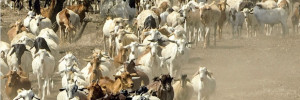 Peste des petits ruminants