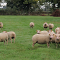 La Charmoise, actualités et tendances d’une race ovine résiliente