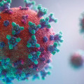 COVID-19 Pas de rôle des animaux dans la propagation du virus