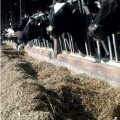Valorisation du maïs fourrage Adapter les rations au profil des maïs