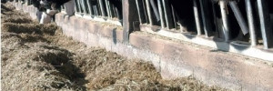 Valorisation du maïs fourrage Adapter les rations au profil des maïs