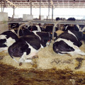 Adapter les bâtiments pour réduire l’impact du stress thermique sur les vaches, un enjeu pour l’élevage laitier