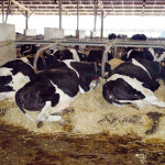 Adapter les bâtiments pour réduire l’impact du stress thermique sur les vaches, un enjeu pour l’élevage laitier
