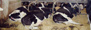 Adapter les bâtiments pour réduire l’impact du stress thermique sur les vaches, un enjeu pour l’élevage laitier