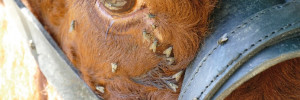 Parasitoïdes des mouches : infos et nouveauté