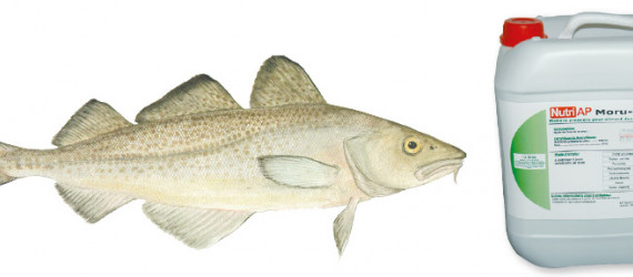 Tout savoir sur l'huile de poisson