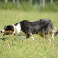 Le Border Collie, un allié incontournable pour les éleveurs. Origines de ce chien d’exception