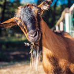 L’Automédication chez les ruminants