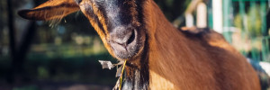 L’Automédication chez les ruminants