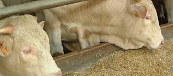 Atouts du maïs grain humide dans l’alimentation des bovins viande