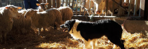 L'intérêt du Border Collie en exploitation