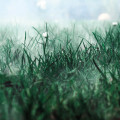 Pérennité des prairies. Comment maintenir longtemps la prairie à un bon niveau de qualité ?
