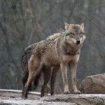 La FNSEA, Jeunes Agriculteurs et la Fédération Nationale ovine aux côtés des éleveurs victimes des prédateurs