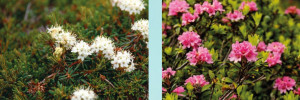 Intoxication par la famille des Ericacées : rhododendron et azalées