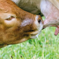 Le colostrum : élixir de longue vie !