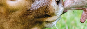 Le colostrum : élixir de longue vie !