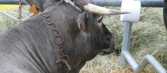 La bazadaise Une race à viande facile à élever