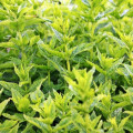 Les plantes en élevage, une tendance en plein essor