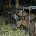 L’alimentation post-sevrage des chevrettes, Rationnée VS à volonté
