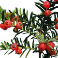 Intoxication par l’if Taxus baccata Linné 1753