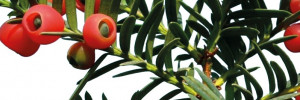 Intoxication par l’if Taxus baccata Linné 1753