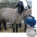 Ruminants et coup de chaleur