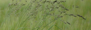 Mélanges de semences pour prairies de longue durée