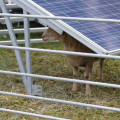 Produire des ovins sous panneaux photovoltaïques au sol Ce qu’il faut savoir avant de se lancer
