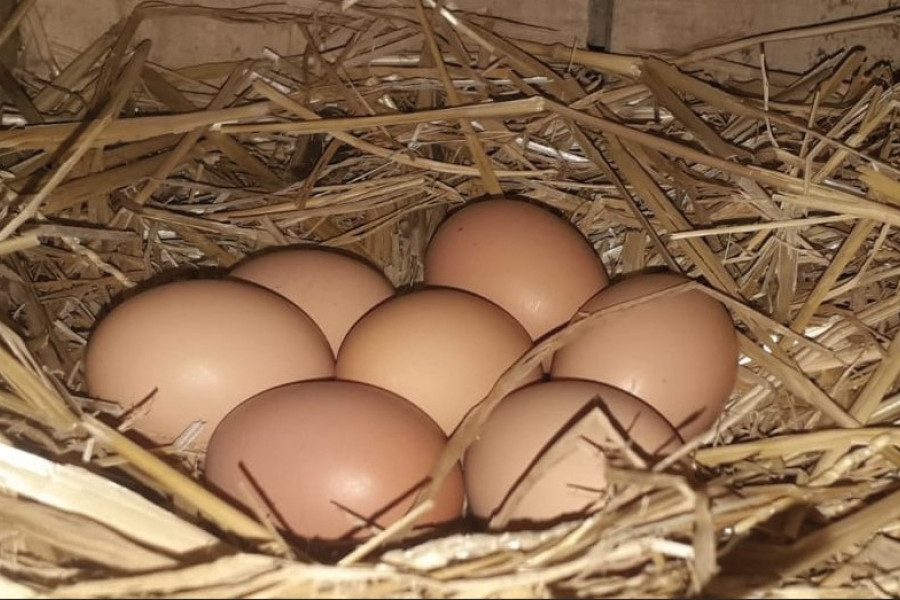 De la poule à l’assiette, l’oeuf est un super aliment