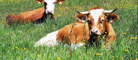 Fleurs  de nos campagnes :  les plantes à ne pas confondre...