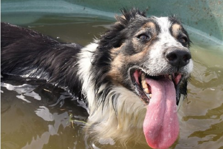 Border Collie Collapse VS Coup de chaleur Alliance Elevage