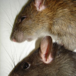 Lutte contre les Rats : savoir identifier le rat noir