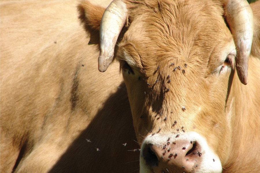 Mouches et moucherons : la belle saison est de retour - Alliance Elevage