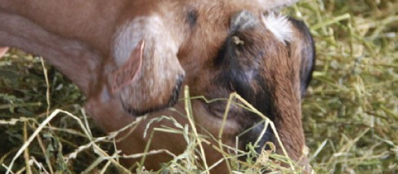 L’alimentation  rationnée  des chevrettes
