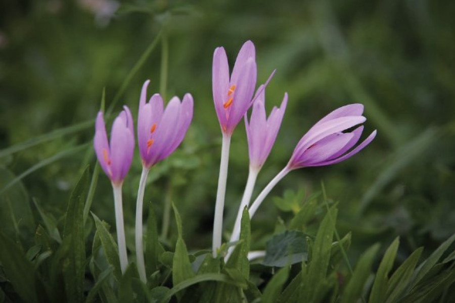 Intoxication par la colchique ou faux safran ou tue-chien Colchicum ...