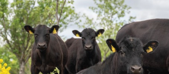 L’Angus,  écossaise  et rustique