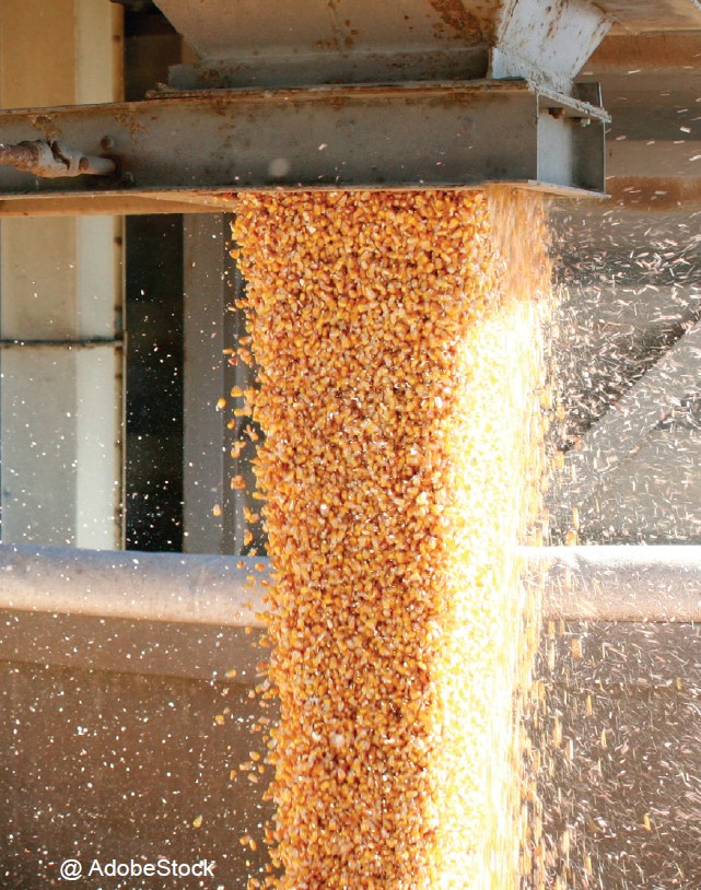 Stockage  de céréales :  les insectes du silo ne viennent pas  du champ
