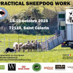 Practical Sheepdog Work (72)